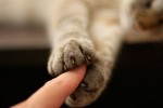 Кототерапия: как вылечиться с помощью кошки?