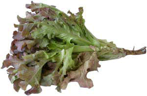 Дубовый листовой салат
